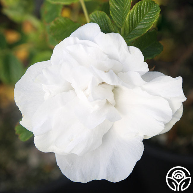 Blanc Double De Coubert