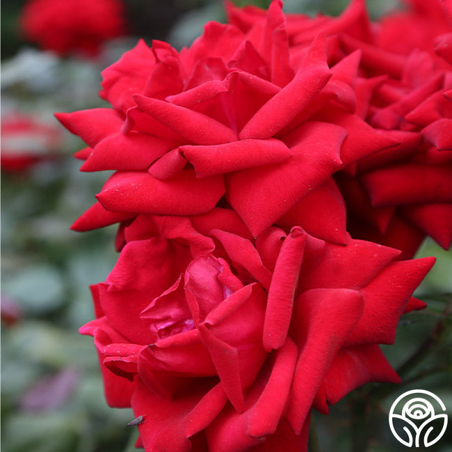 Crimson Bouquet™