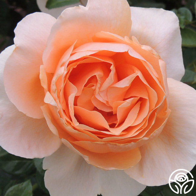 Abbaye De Cluny®