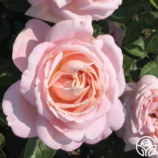 Amazing Grace™