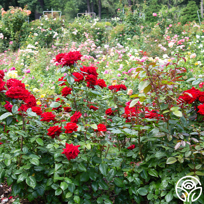 Crimson Bouquet™