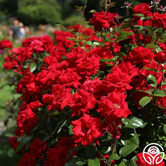 Crimson Bouquet™