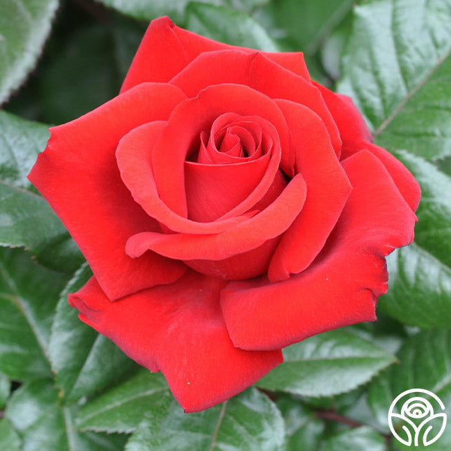 Crimson Bouquet™