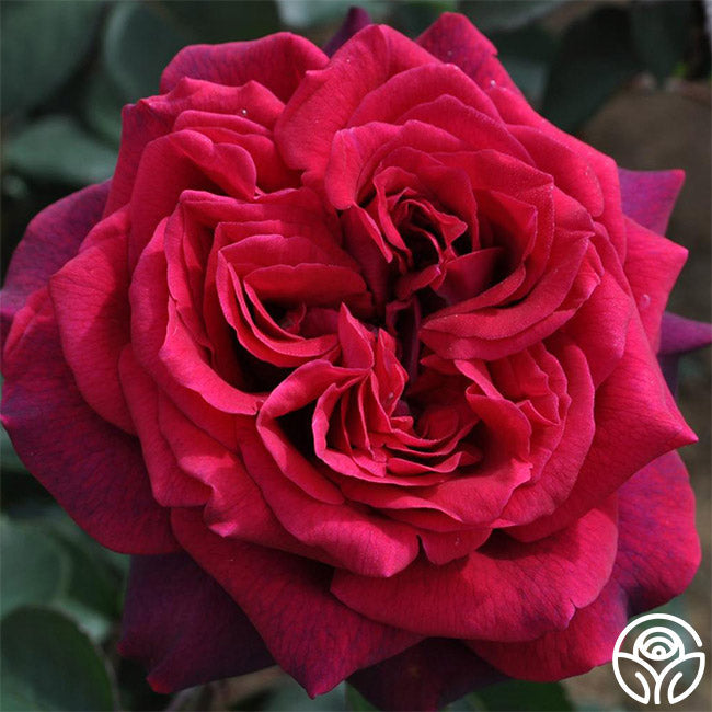 Parfuma® Dark Desire™