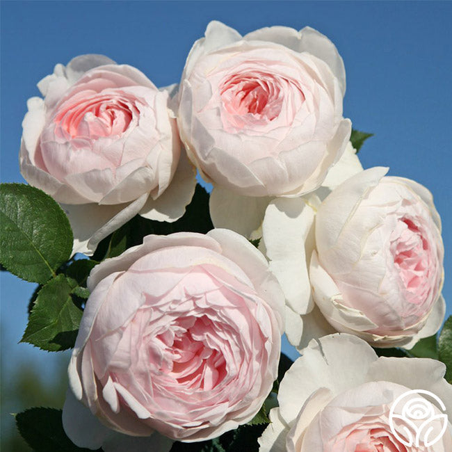 Parfuma® Earth Angel