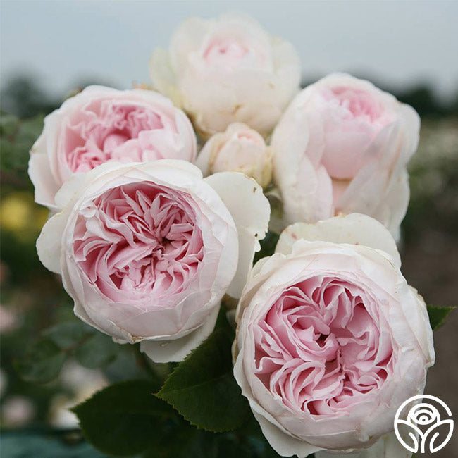 Parfuma® Earth Angel