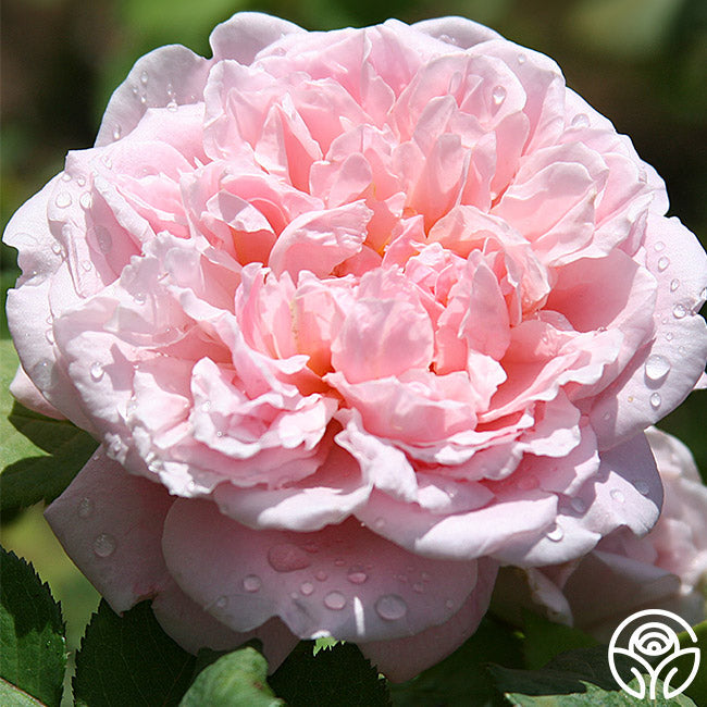 Fragrant Masterpiece™