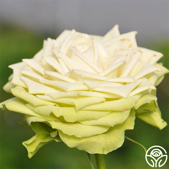 Green Romantica®