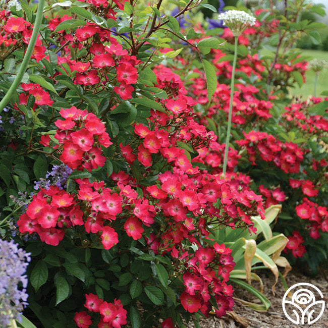 Hydrangealicious®