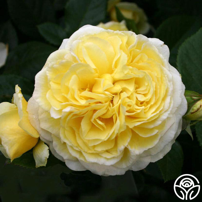 Karl Ploberger Rose