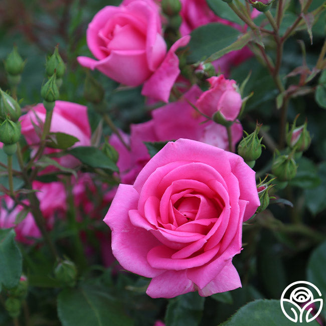 Morning Jewel®