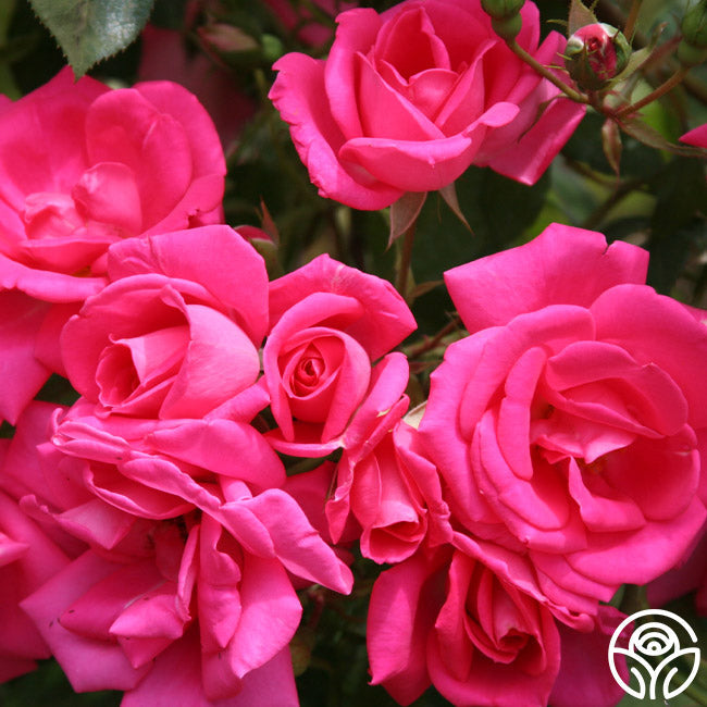 Morning Jewel®