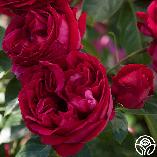 Red Eden®