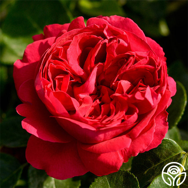 Red Eden®