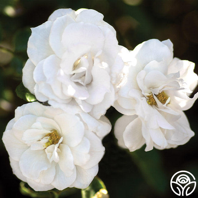 White Veranda®