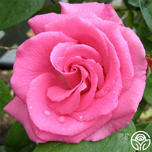 Zéphirine Drouhin