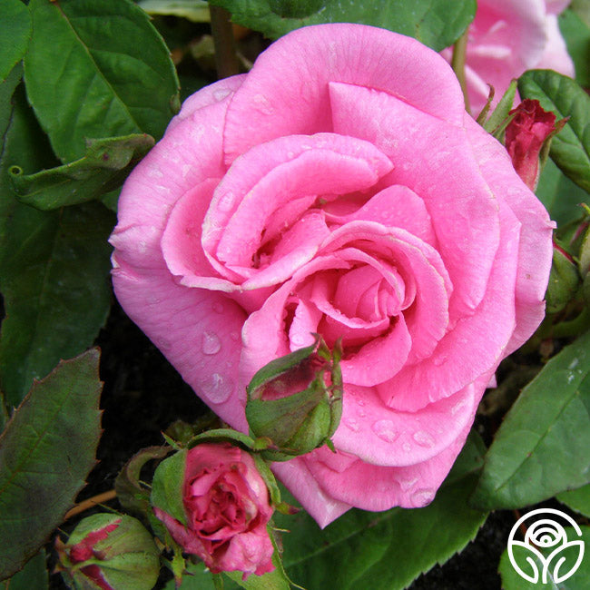 Zéphirine Drouhin