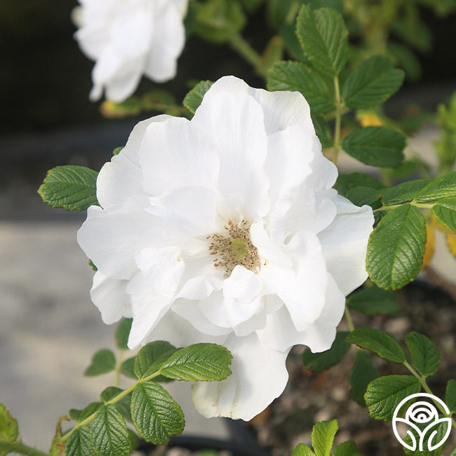  Blanc Double De Coubert