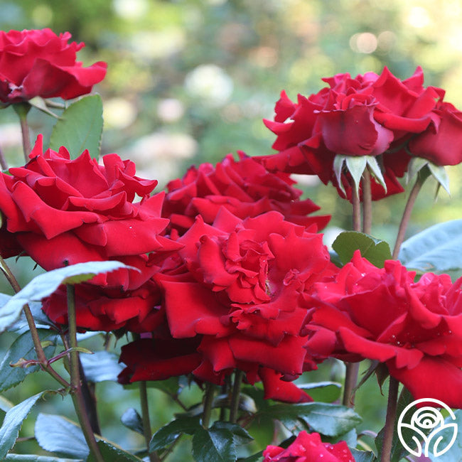  Crimson Bouquet™