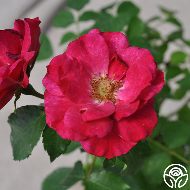  Ruby Vigorosa®