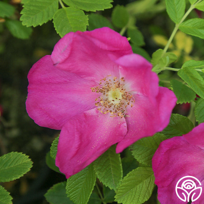  Scabrosa