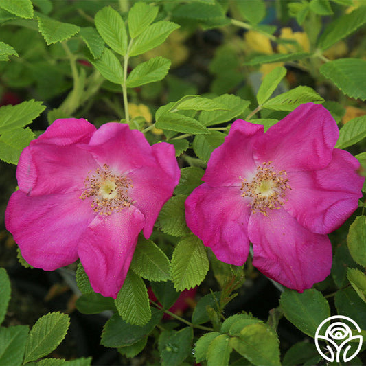  Scabrosa