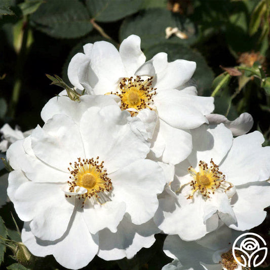  Rosa Rugosa Alba Plena
