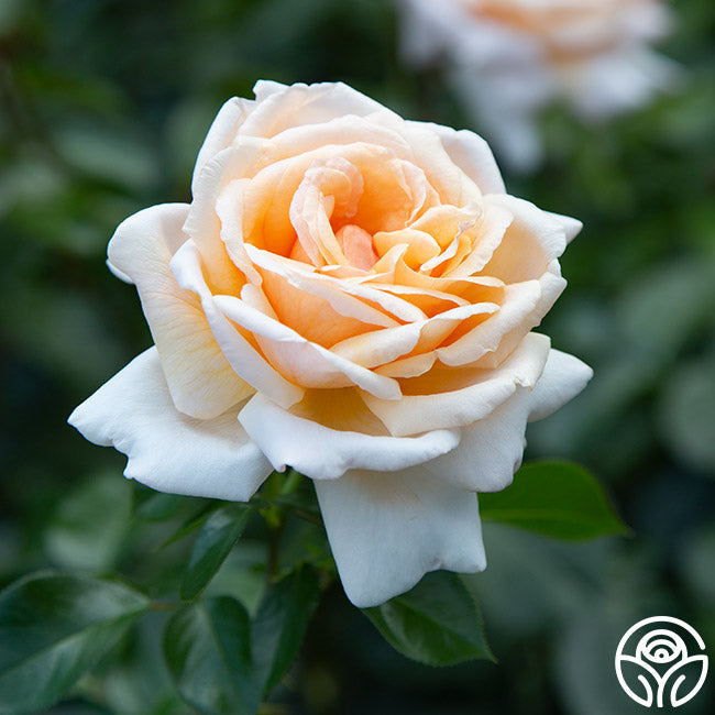  Apricots N' Cream™