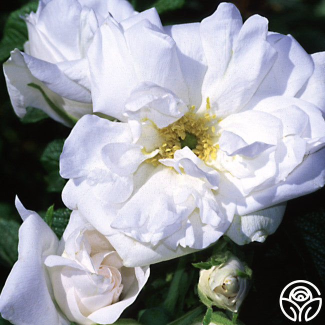  Blanc Double De Coubert