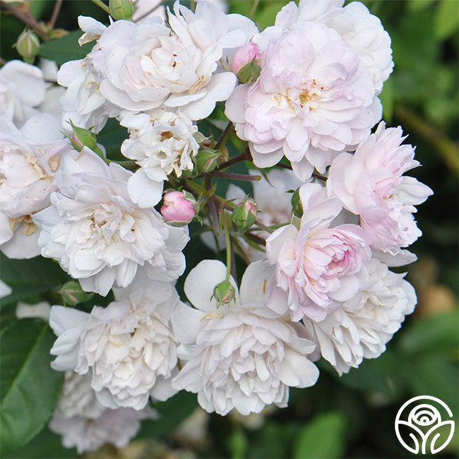  Blush Noisette