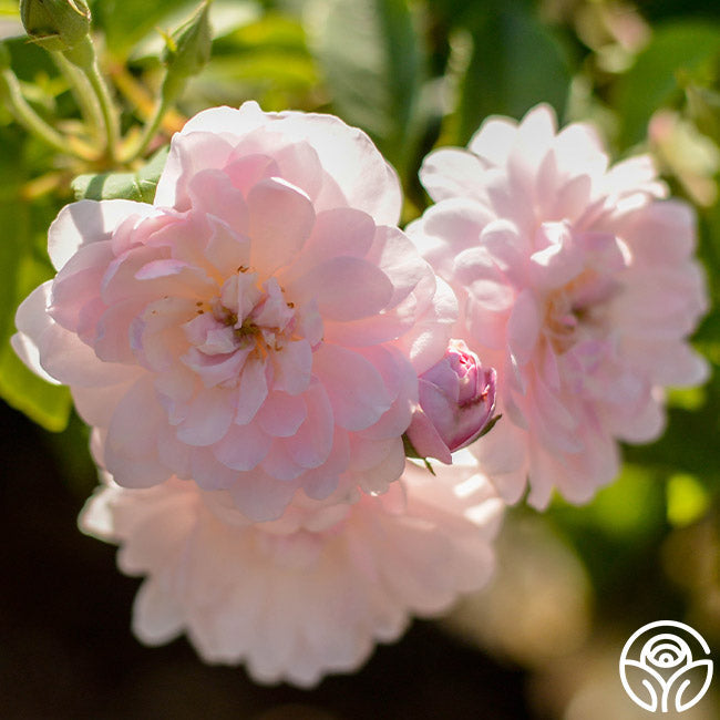  Blush Noisette