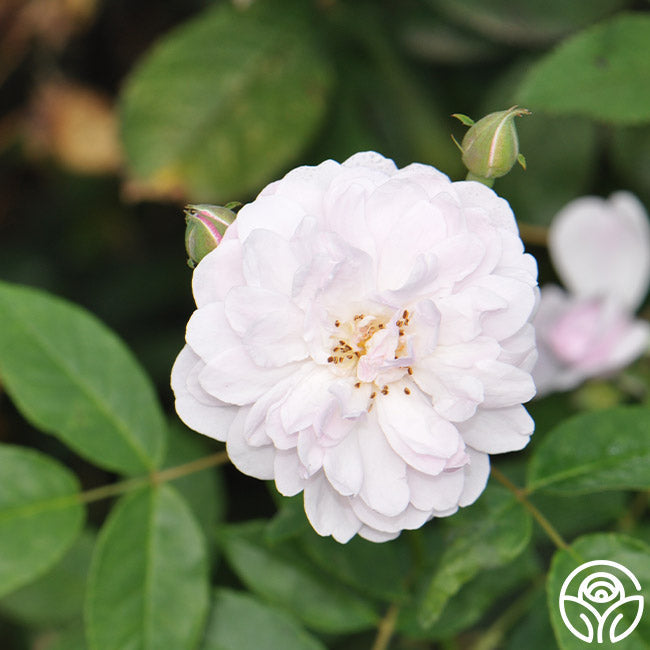  Blush Noisette