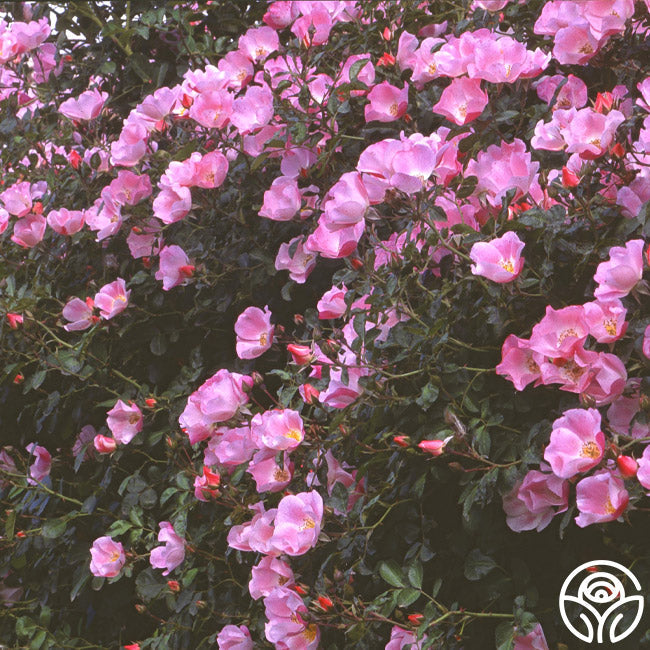  Carefree Delight®