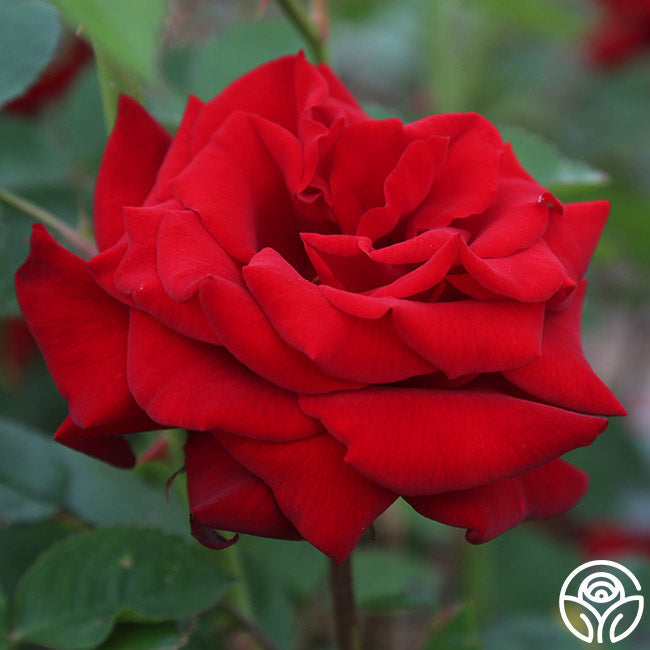  Crimson Bouquet™
