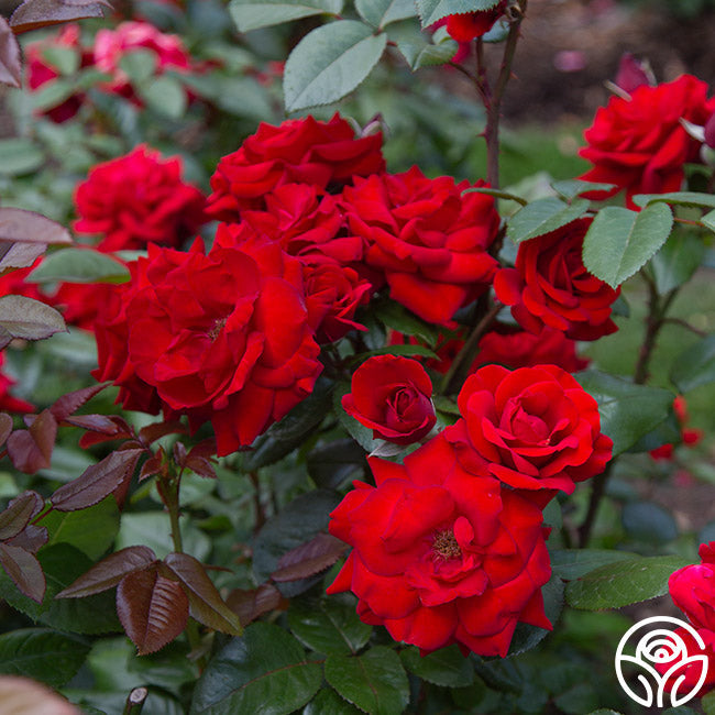  Crimson Bouquet™