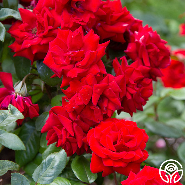  Crimson Bouquet™