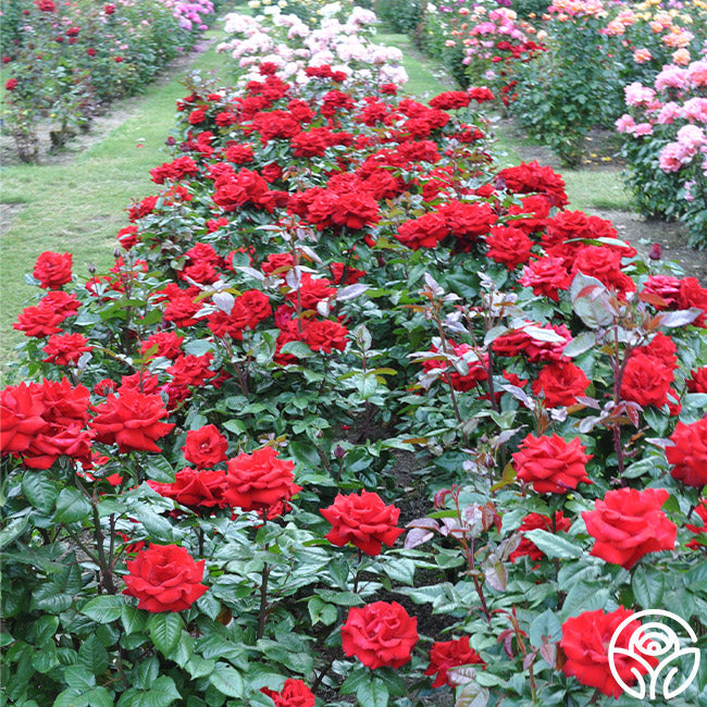 Crimson Bouquet™