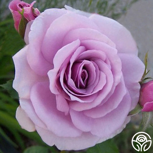  Fragrant Lavender Simplicity®