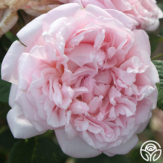  Fragrant Masterpiece™