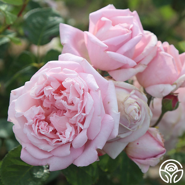  Fragrant Masterpiece™