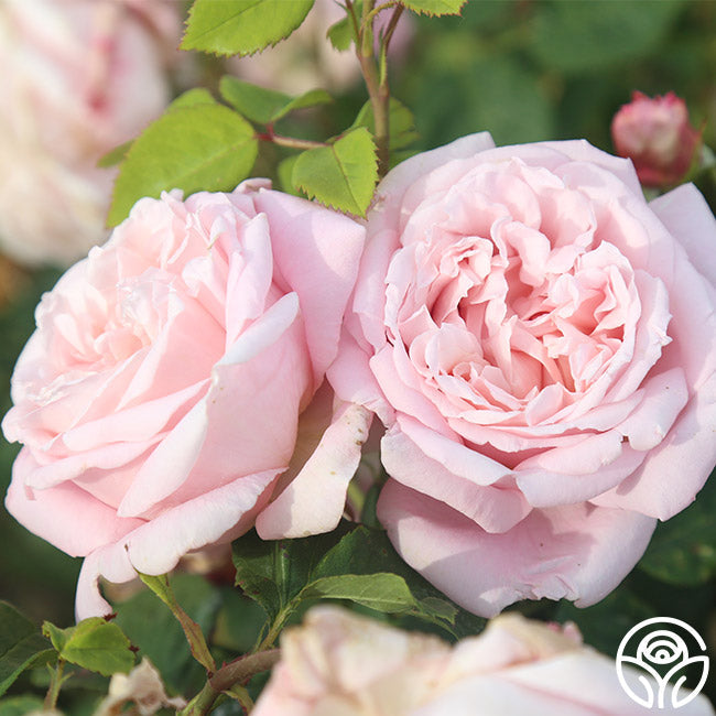  Fragrant Masterpiece™