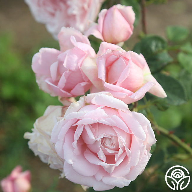  Fragrant Masterpiece™