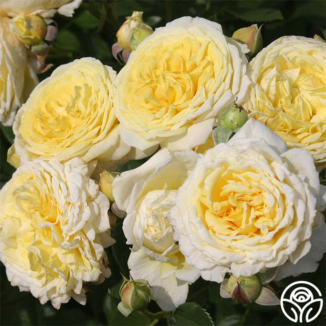  Karl Ploberger Rose