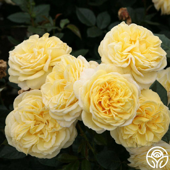  Karl Ploberger Rose