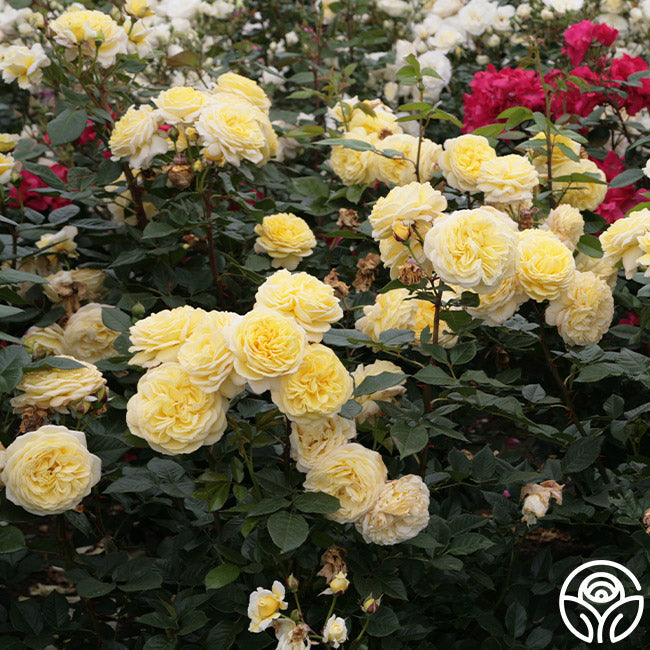 Karl Ploberger Rose