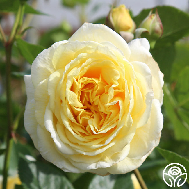  Karl Ploberger Rose