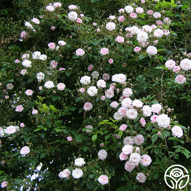  Paul's Himalayan Musk