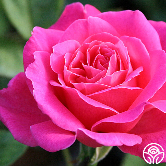  Pink Peace