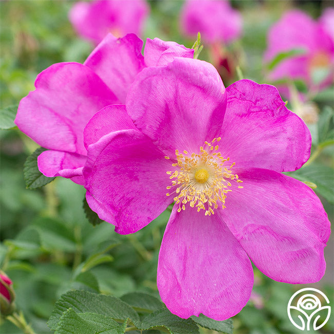  Raspberry Rugostar®