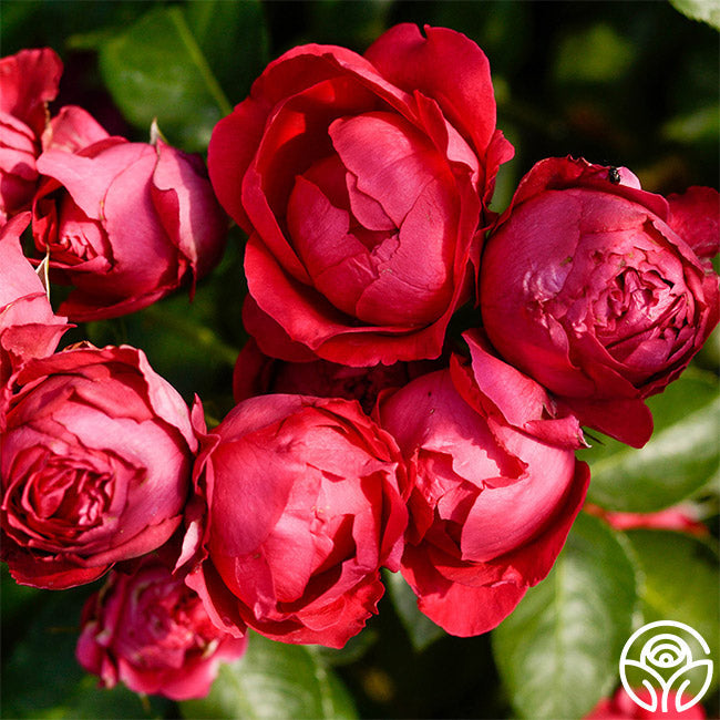  Red Eden®